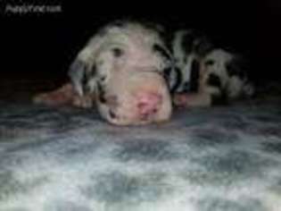Medium Photo #1 Great Dane Puppy For Sale in Wasco, CA, USA