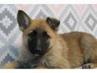 German Shepherd Dog Puppy for sale in Lebanon, MO, USA