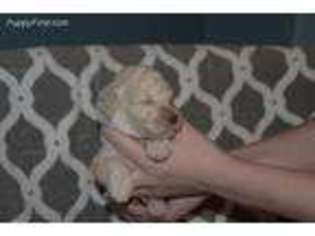 Mutt Puppy for sale in Benson, MN, USA