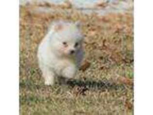 Pomeranian Puppy for sale in Monroe, GA, USA
