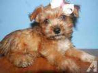 Yorkshire Terrier Puppy for sale in GREENVILLE, TX, USA