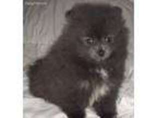 Pomeranian Puppy for sale in Kingman, AZ, USA