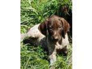 German Shorthaired Pointer Puppy for sale in Fairmont, WV, USA