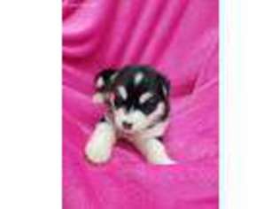 Alaskan Malamute Puppy for sale in Belmont, WV, USA