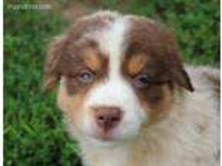 Australian Shepherd Puppy for sale in Birnamwood, WI, USA