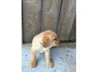 Labrador Retriever Puppy for sale in Fremont, MI, USA