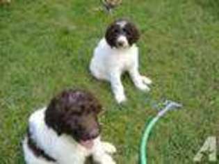 Labradoodle Puppy for sale in LOVELAND, OH, USA