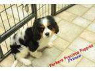 Cavalier King Charles Spaniel Puppy for sale in Hickory, NC, USA
