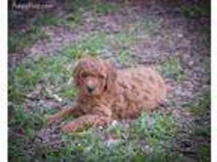 Labradoodle Puppy for sale in Huntsville, TX, USA