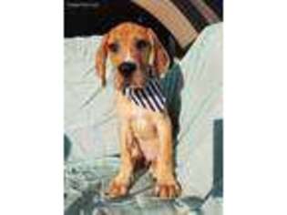 Great Dane Puppy for sale in Grand Prairie, TX, USA