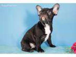 French Bulldog Puppy for sale in Moscow, TX, USA