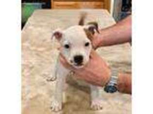 Staffordshire Bull Terrier Puppy for sale in Tomball, TX, USA