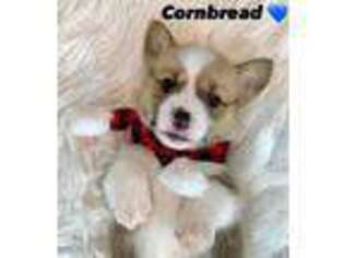 Pembroke Welsh Corgi Puppy for sale in Ashville, AL, USA