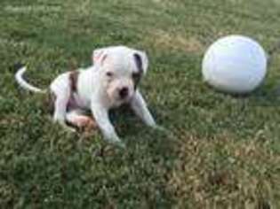 American Bulldog Puppy for sale in Midlothian, TX, USA