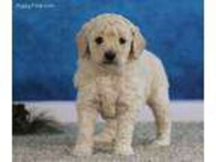 Goldendoodle Puppy for sale in Freedom, IN, USA