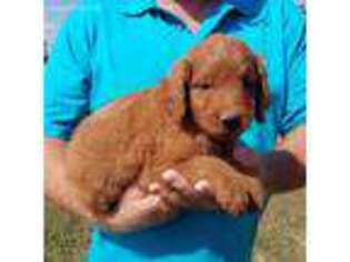 Goldendoodle Puppy for sale in Purdy, MO, USA