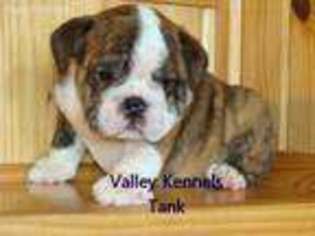 Bulldog Puppy for sale in Afton, OK, USA