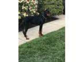 Doberman Pinscher Puppy for sale in Forest Hill, MD, USA