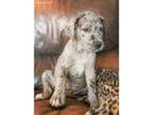 Great Dane Puppy for sale in Fort Lupton, CO, USA