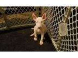 Bull Terrier Puppy for sale in Hampton, VA, USA