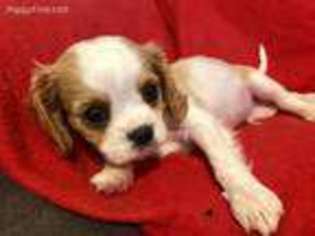 Cavalier King Charles Spaniel Puppy for sale in Garden City, MO, USA