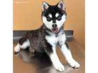 Alaskan Klee Kai Puppy for sale in Rochester, NY, USA