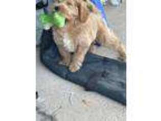 Goldendoodle Puppy for sale in Ingleside, IL, USA