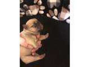 French Bulldog Puppy for sale in Van Buren, MO, USA