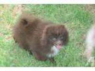 Pomeranian Puppy for sale in SAN DIEGO, CA, USA