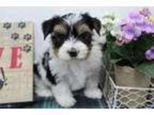 Biewer Terrier Puppy for sale in Farmington, MO, USA