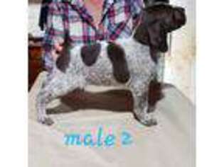 German Shorthaired Pointer Puppy for sale in Emlenton, PA, USA