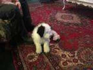 Old English Sheepdog Puppy for sale in Yulee, FL, USA