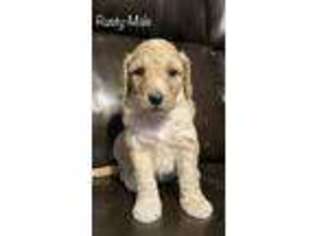 Goldendoodle Puppy for sale in Cleveland, OK, USA