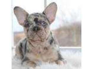 French Bulldog Puppy for sale in Massillon, OH, USA