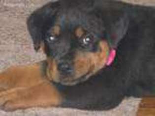 Rottweiler Puppy for sale in Dothan, AL, USA