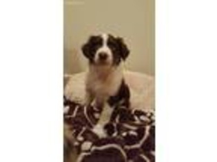 Australian Shepherd Puppy for sale in Columbus, GA, USA