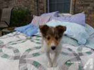 Shetland Sheepdog Puppy for sale in SAN ANGELO, TX, USA