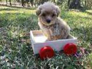 Mutt Puppy for sale in Marshall, TX, USA