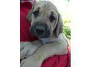 Mastiff Puppy for sale in Grandview, WA, USA