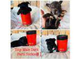 Yorkshire Terrier Puppy for sale in Holly Springs, MS, USA