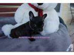 French Bulldog Puppy for sale in BLANCO, TX, USA