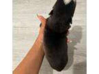 Siberian Husky Puppy for sale in Passaic, NJ, USA