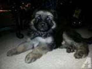 German Shepherd Dog Puppy for sale in PUYALLUP, WA, USA