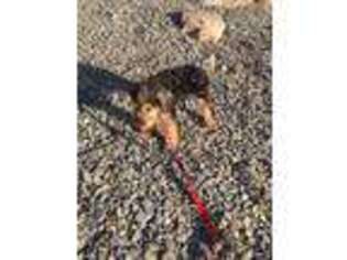 Airedale Terrier Puppy for sale in Isle La Motte, VT, USA