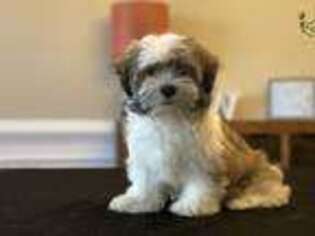 Mal-Shi Puppy for sale in Atlanta, GA, USA