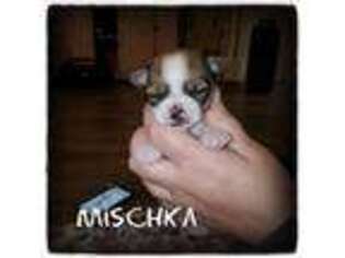 Chihuahua Puppy for sale in Orange, TX, USA