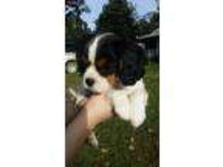 Cavalier King Charles Spaniel Puppy for sale in Siloam Springs, AR, USA
