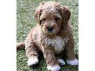 Labradoodle Puppy for sale in Live Oak, FL, USA