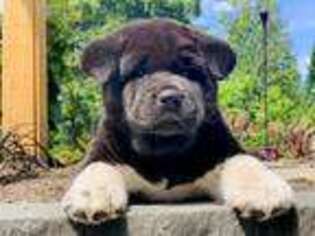 Akita Puppy for sale in Auburn, WA, USA