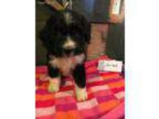 Mutt Puppy for sale in Farmersville, OH, USA
